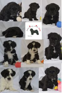 pups van Amazing with Love