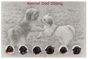 1e nest dod dbang