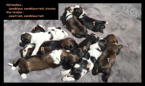 pups berkens-zimmerman