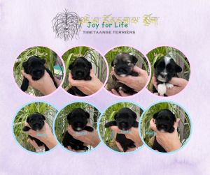 pups joyforlife